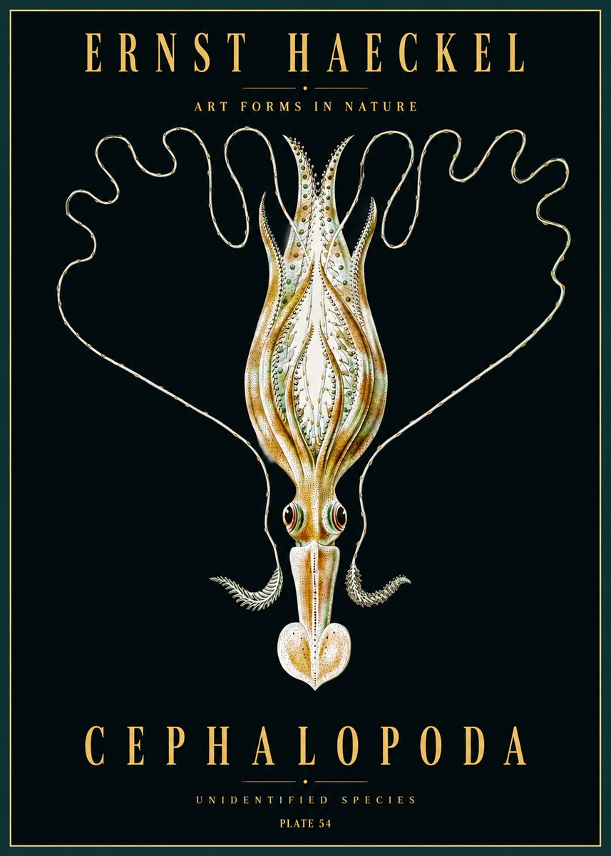 Ernst Haeckel Teuthis Pelagica No5 - Plakát