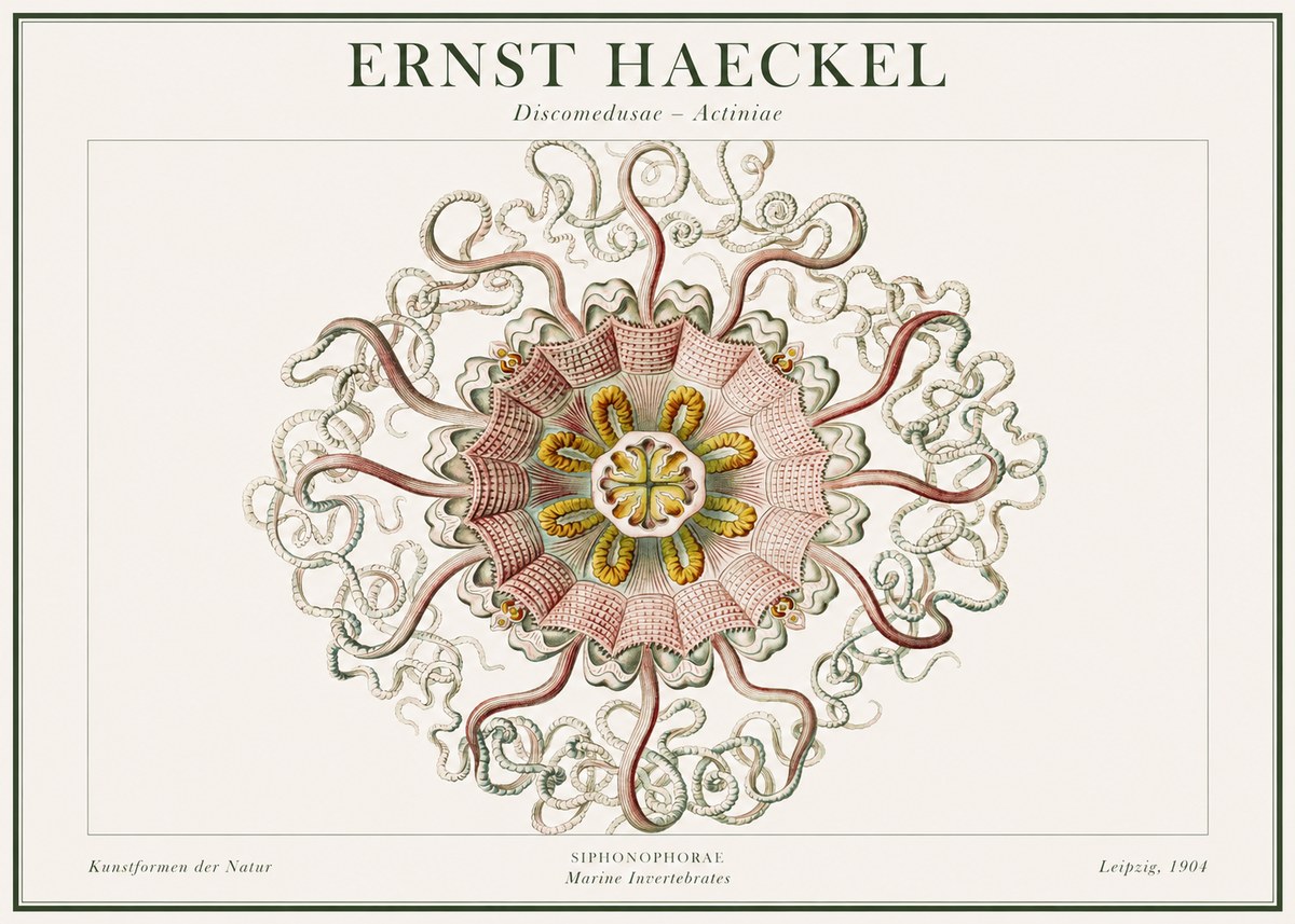 Ernst Haeckel Discomedusae – Actiniae No1 - Plakát