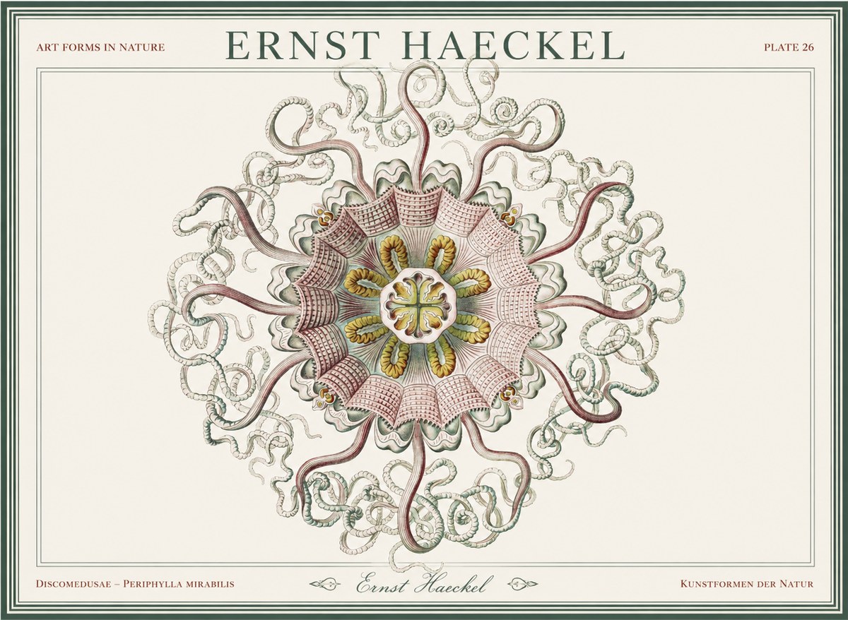 Ernst Haeckel Discomedusae – Actiniae No5 - Plakát