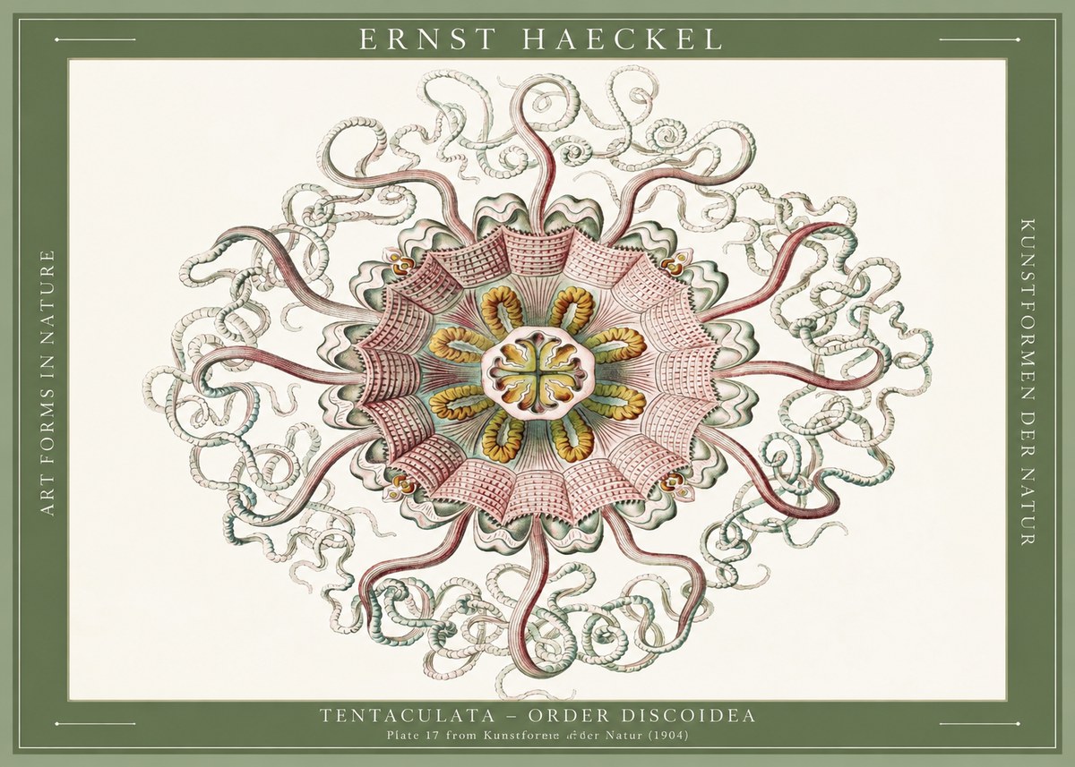 Ernst Haeckel Discomedusae – Actiniae No6 - Plakát