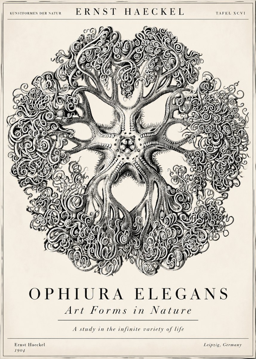 Ernst Haeckel Ophiuroidea Sea Tree - Deep Sea No6 - Plakát