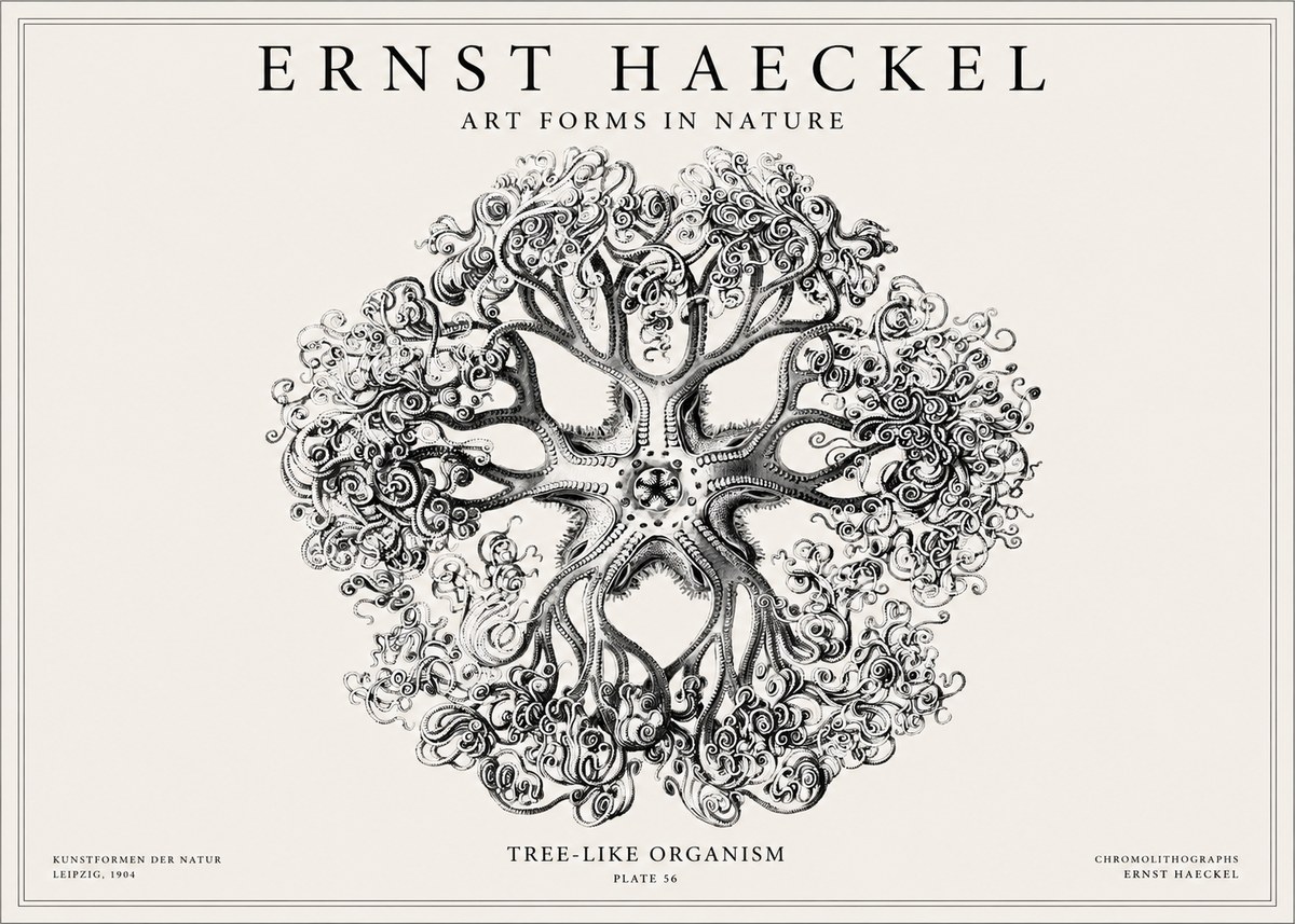 Ernst Haeckel Tree-like Organism No1 - Plakát