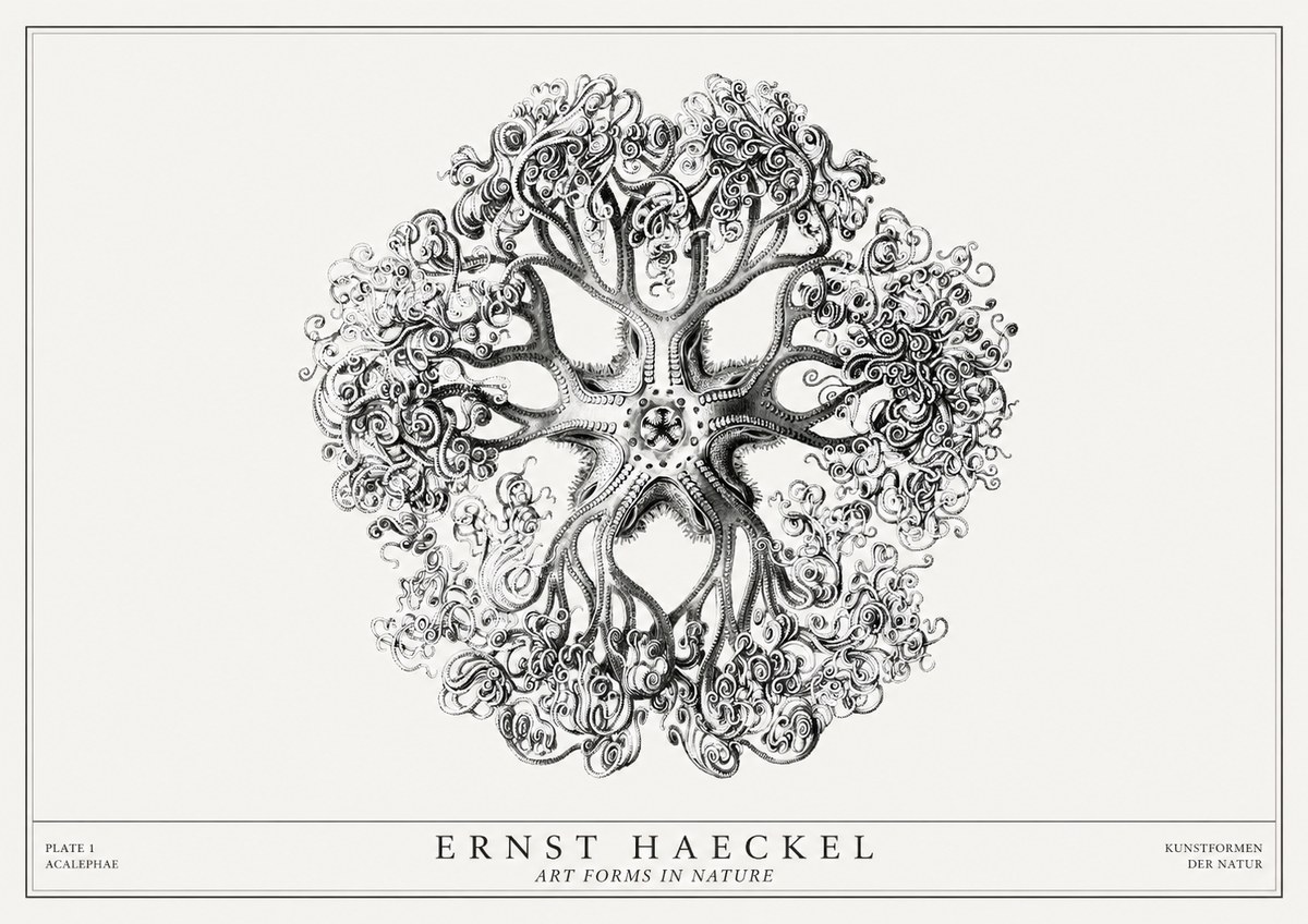 Ernst Haeckel Tree-like Organism No3 - Plakát