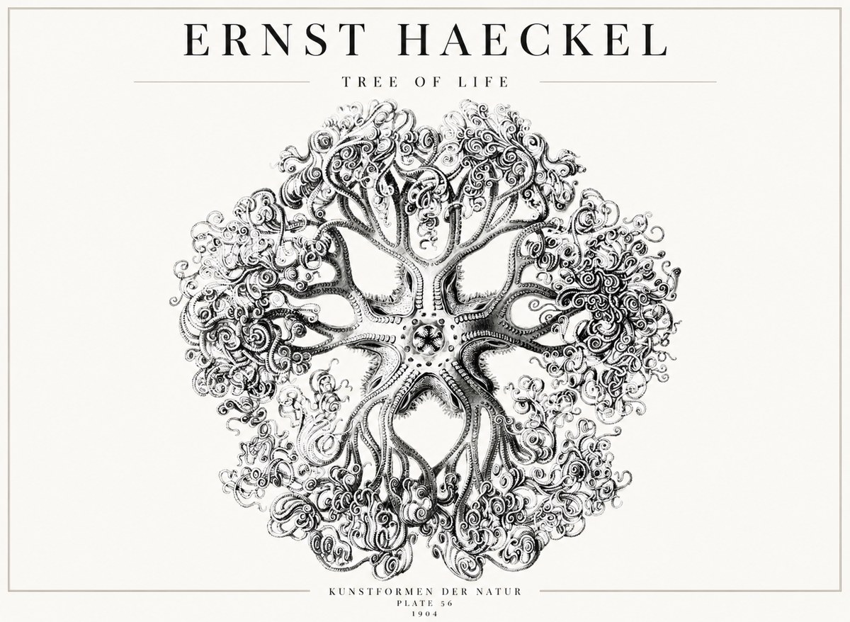 Ernst Haeckel Tree-like Organism No4 - Plakát