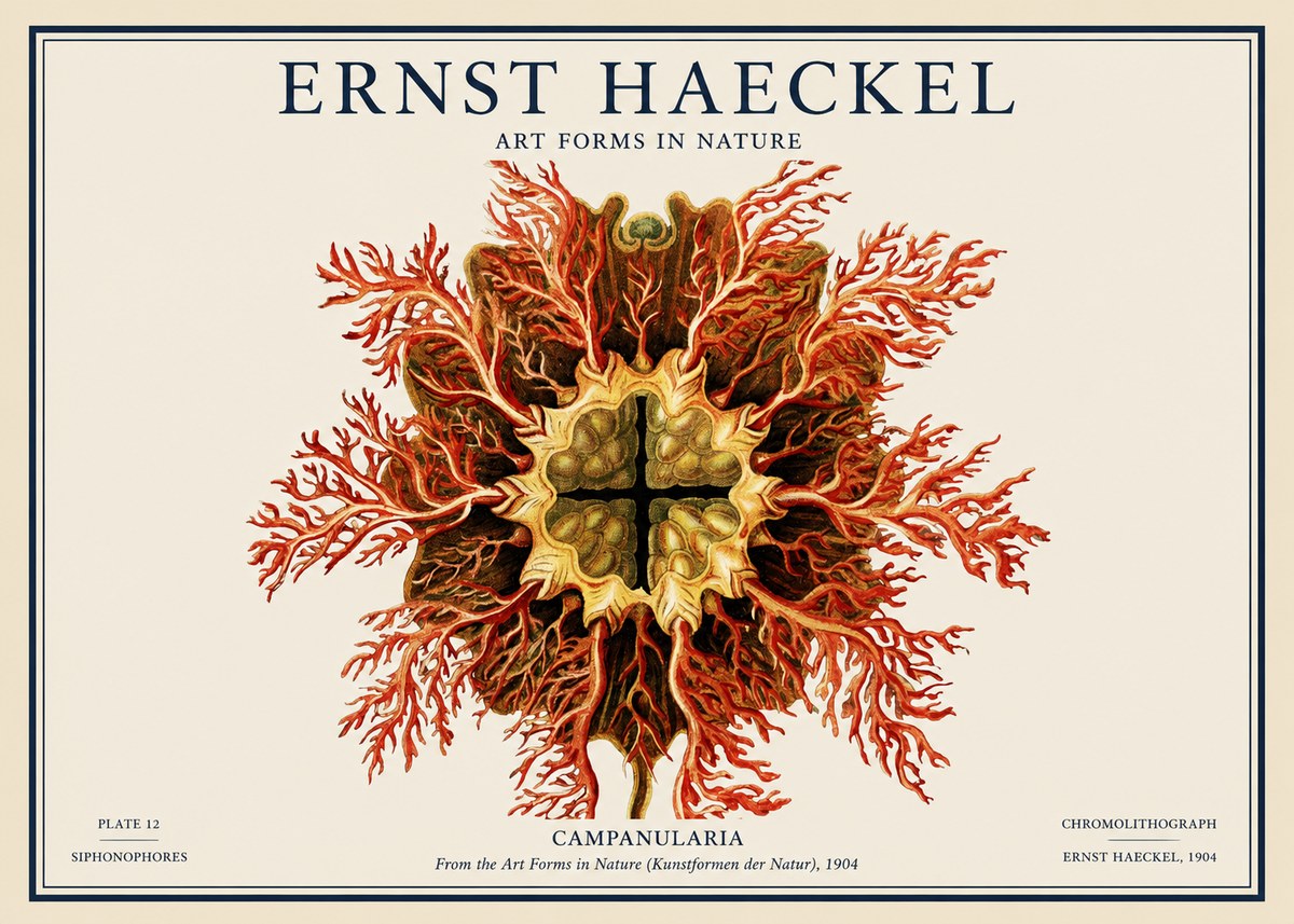 Ernst Haeckel Tetractinellida a Radiolarian from the Deep Sea No4 - Plakát
