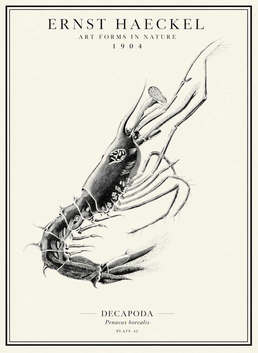 Ernst Haeckel Caridea Plate 27 No5 - Plakát