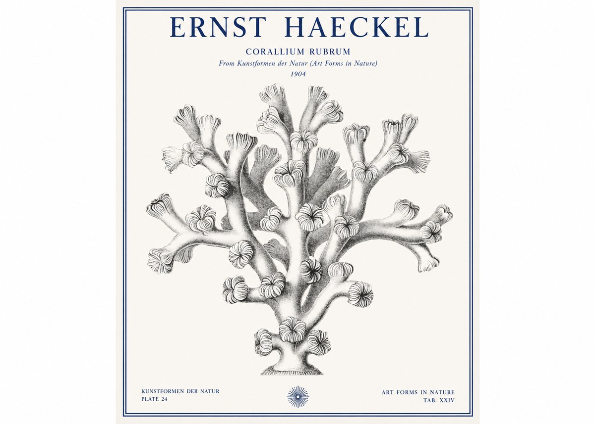 Ernst Haeckel Corallium Rubrum II No1 - Plakát