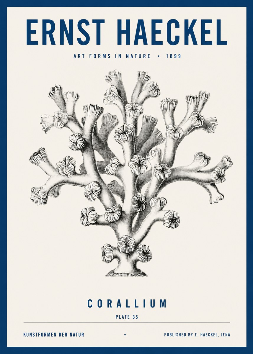 Ernst Haeckel Corallium Rubrum II No4 - Plakát