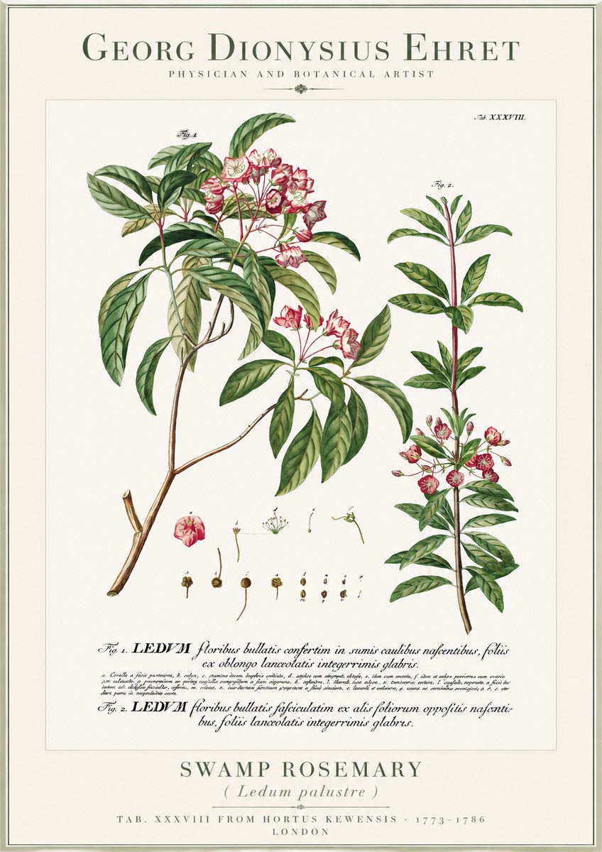 Georg Dionysius Ehret Swamp Rosemary (Ledum Palustre) No1 - Plakát