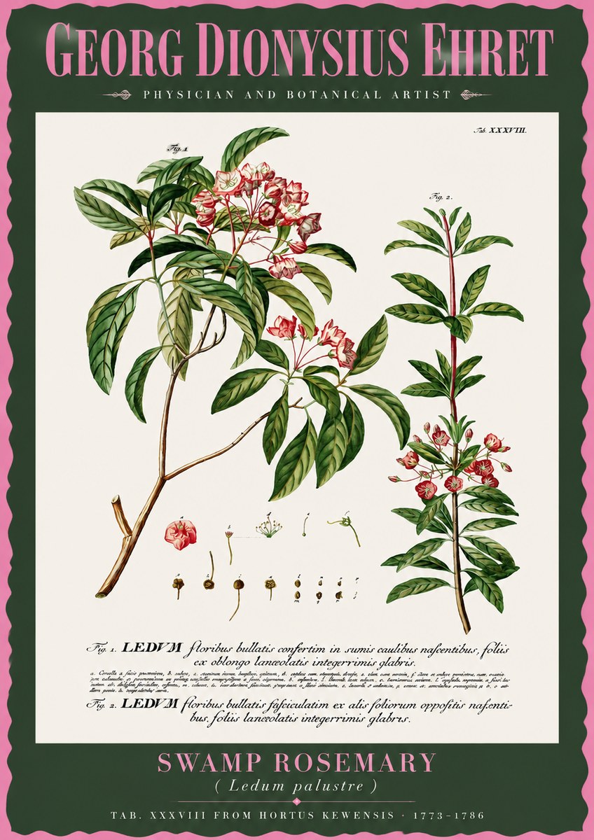 Georg Dionysius Ehret Swamp Rosemary (Ledum Palustre) No2 - Plakát