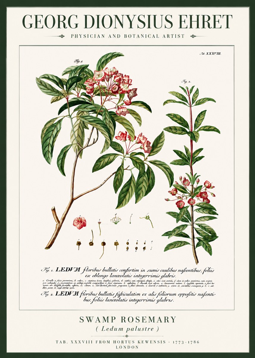 Georg Dionysius Ehret Swamp Rosemary (Ledum Palustre) No3 - Plakát