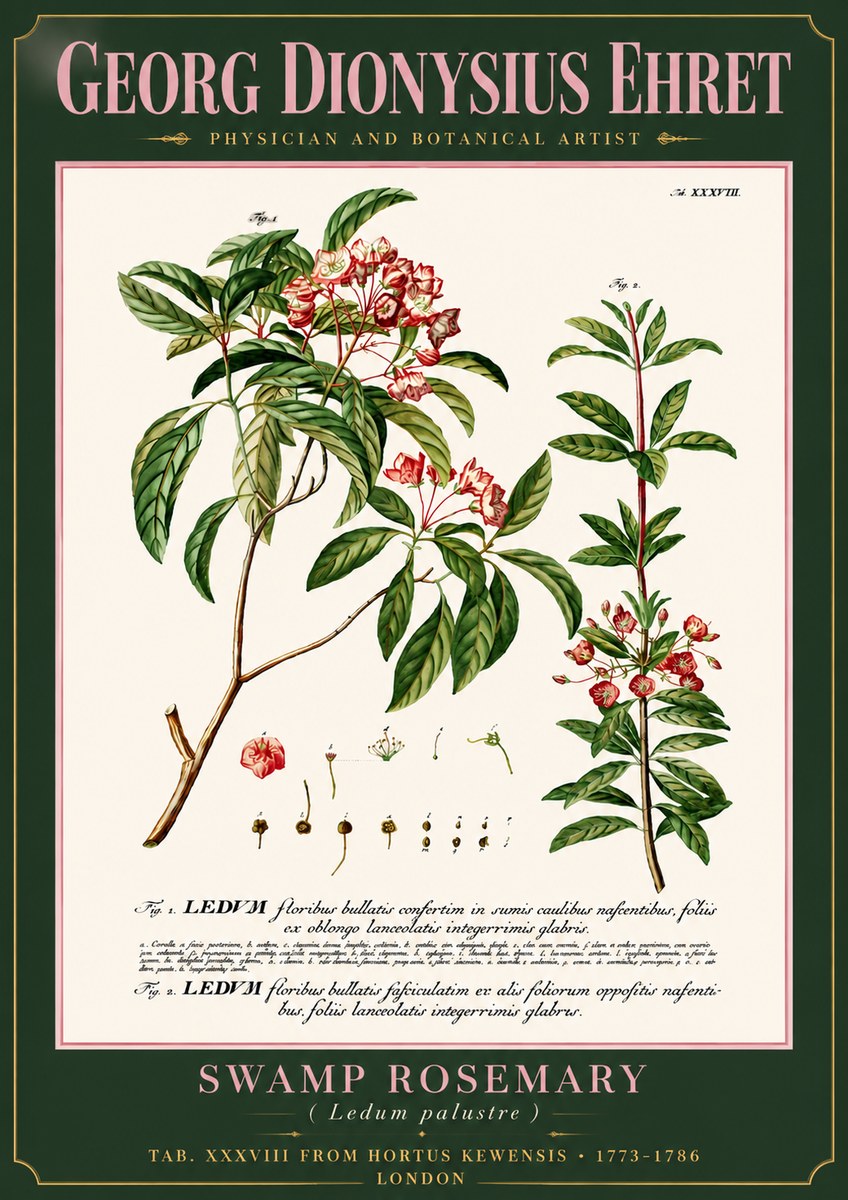Georg Dionysius Ehret Swamp Rosemary (Ledum Palustre) No6 - Plakát