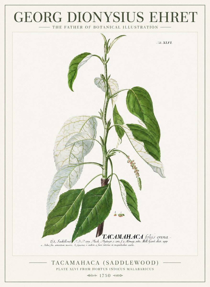 Georg Dionysius Ehret Tacamahaca (Saddlewood) No1 - Plakát