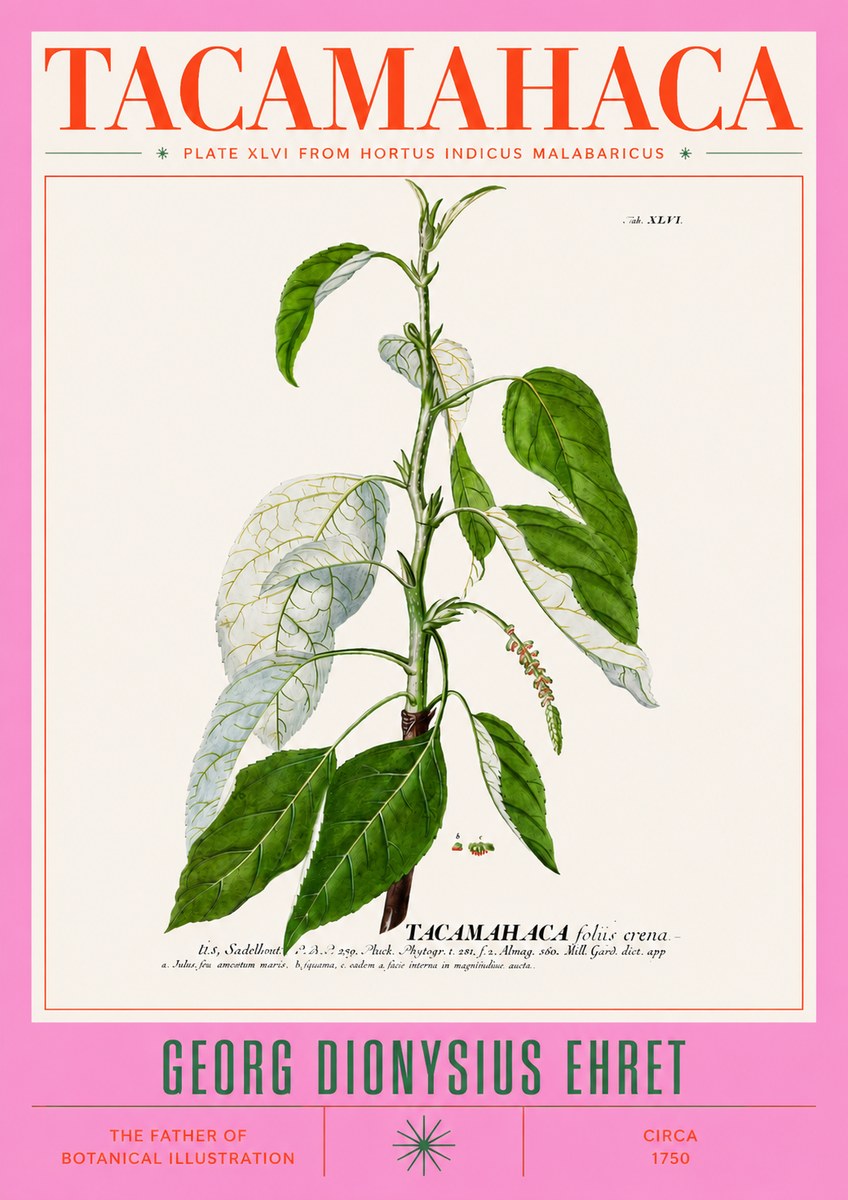 Georg Dionysius Ehret Tacamahaca (Saddlewood) No3 - Plakát