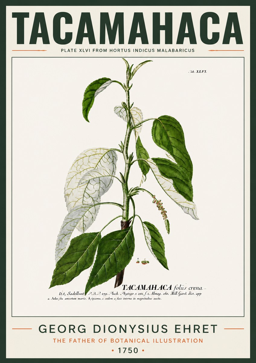Georg Dionysius Ehret Tacamahaca (Saddlewood) No4 - Plakát
