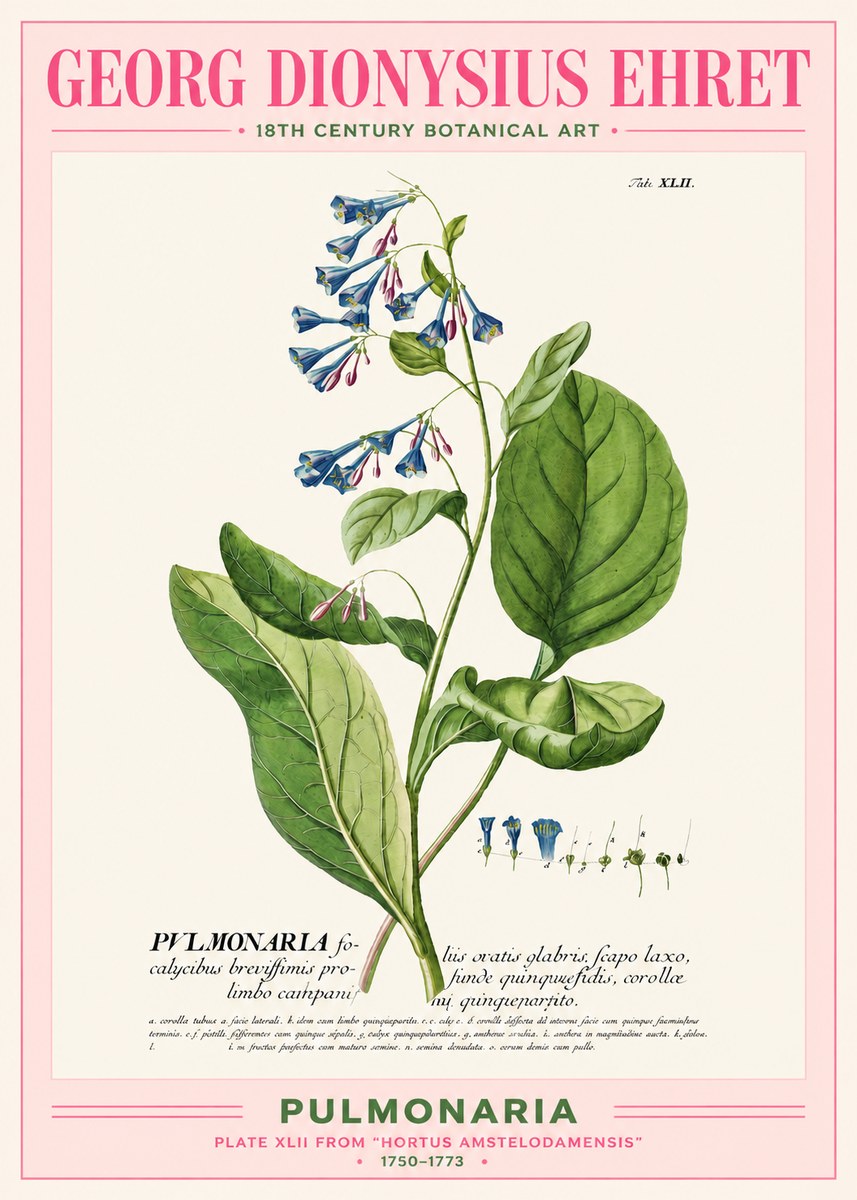 Georg Dionysius Ehret Pulmonaria No2 - Plakát