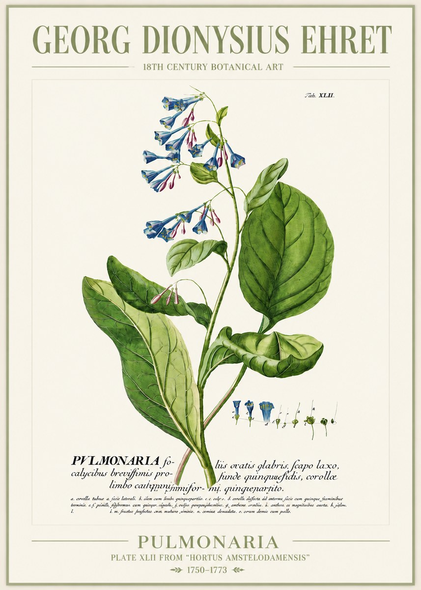 Georg Dionysius Ehret Pulmonaria No4 - Plakát