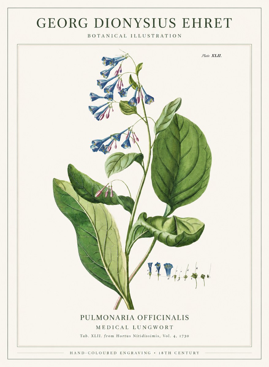 Georg Dionysius Ehret Pulmonaria No6 - Plakát