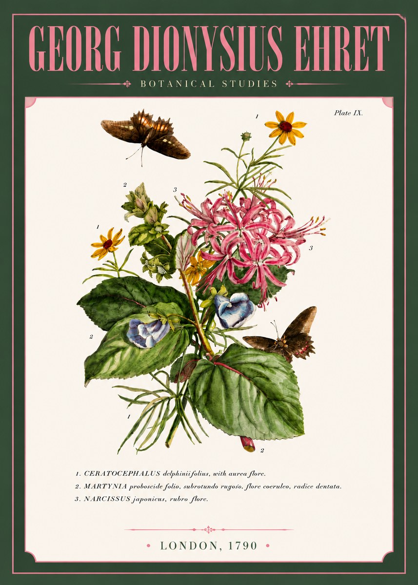 Georg Dionysius Ehret Botanical Studies - Plate Ix No6 - Plakát
