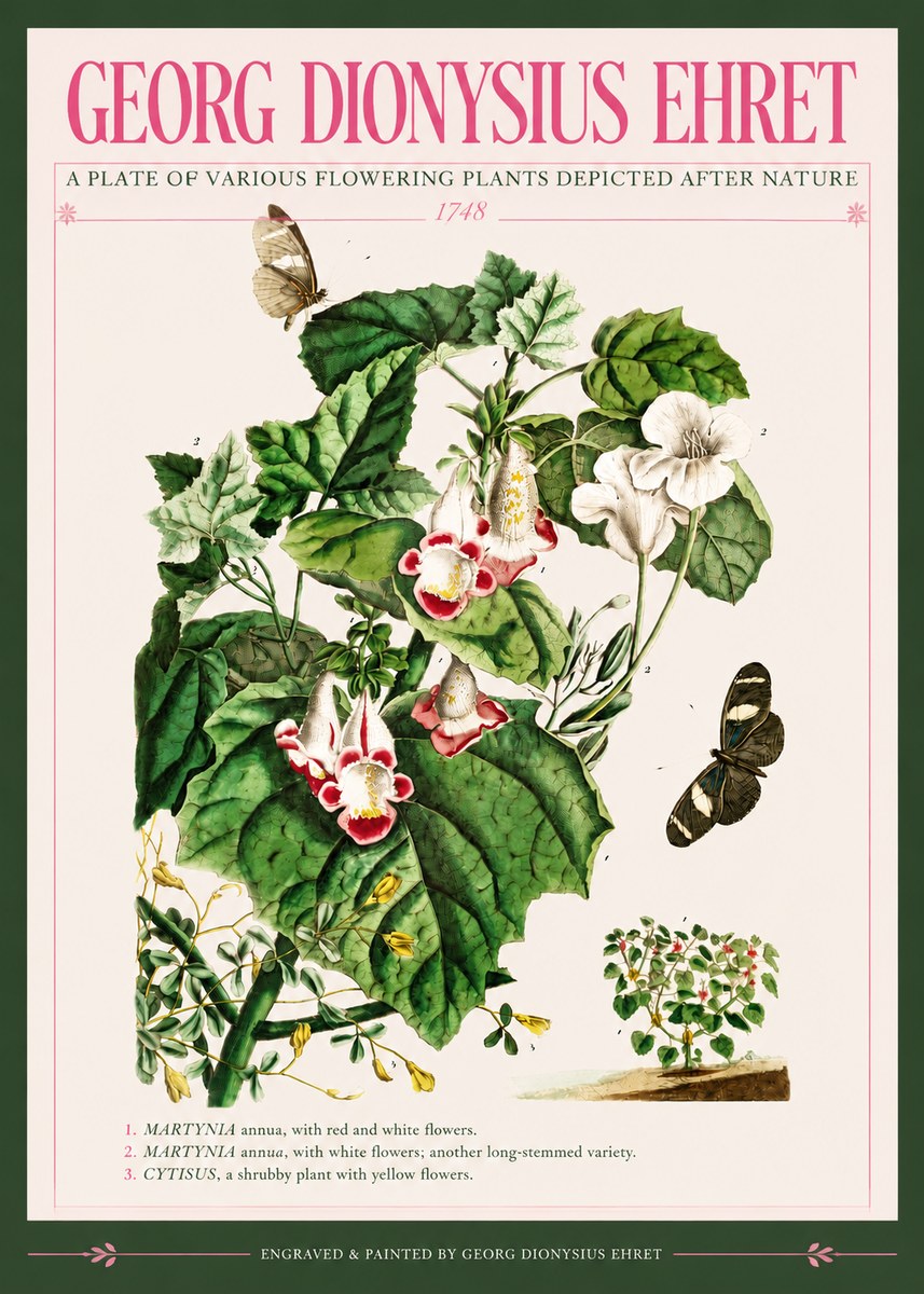 Georg Dionysius Ehret A Plate of Various Flowering Plants Depicted After Nature 1748 No3 - Plakát