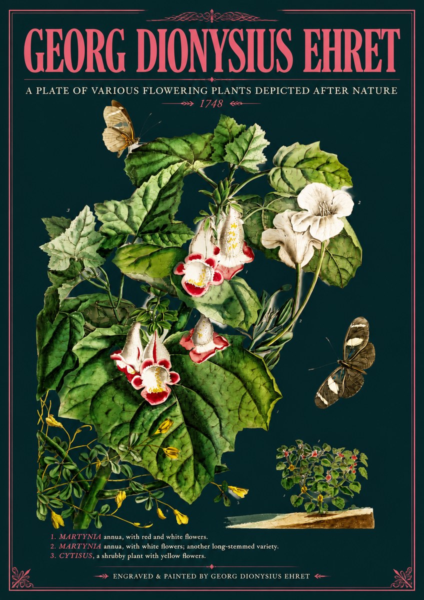 Georg Dionysius Ehret A Plate of Various Flowering Plants Depicted After Nature 1748 No6 - Plakát