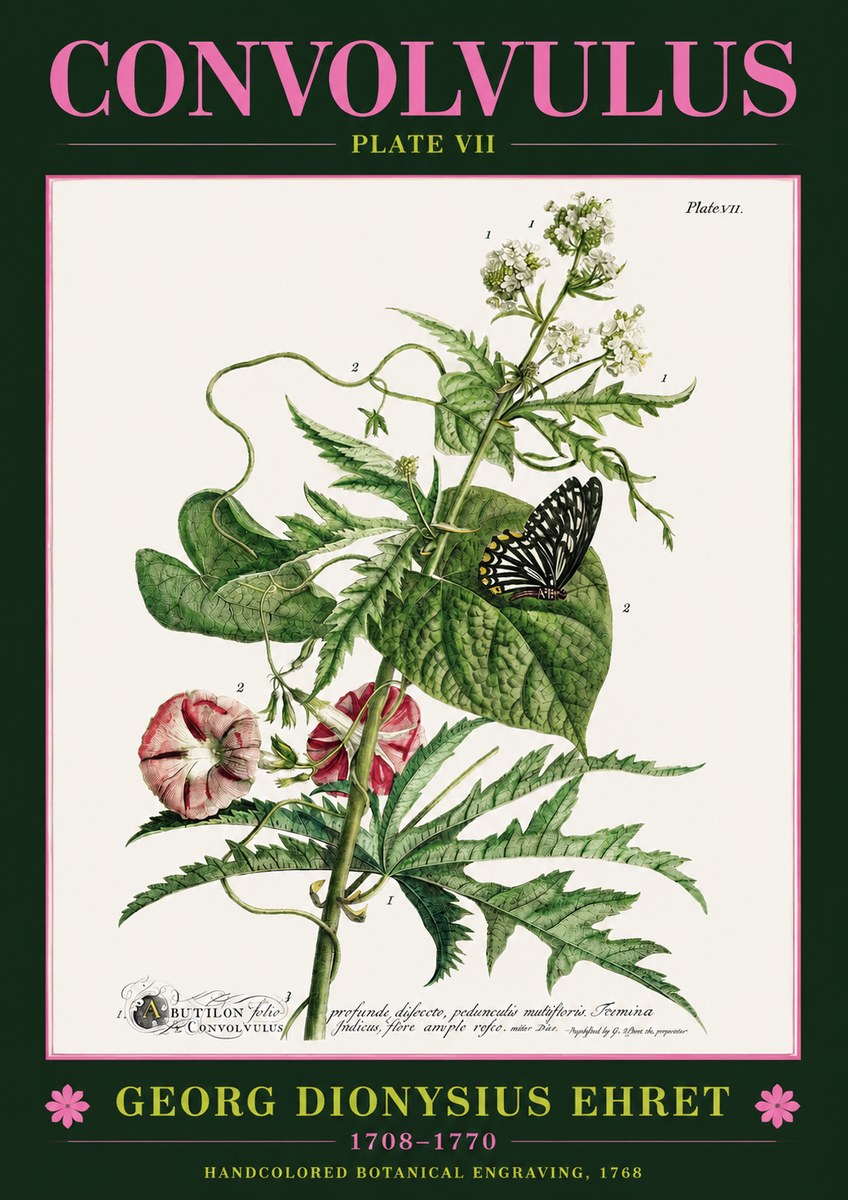 Georg Dionysius Ehret Convolvulus - Plate Vii No2 - Plakát
