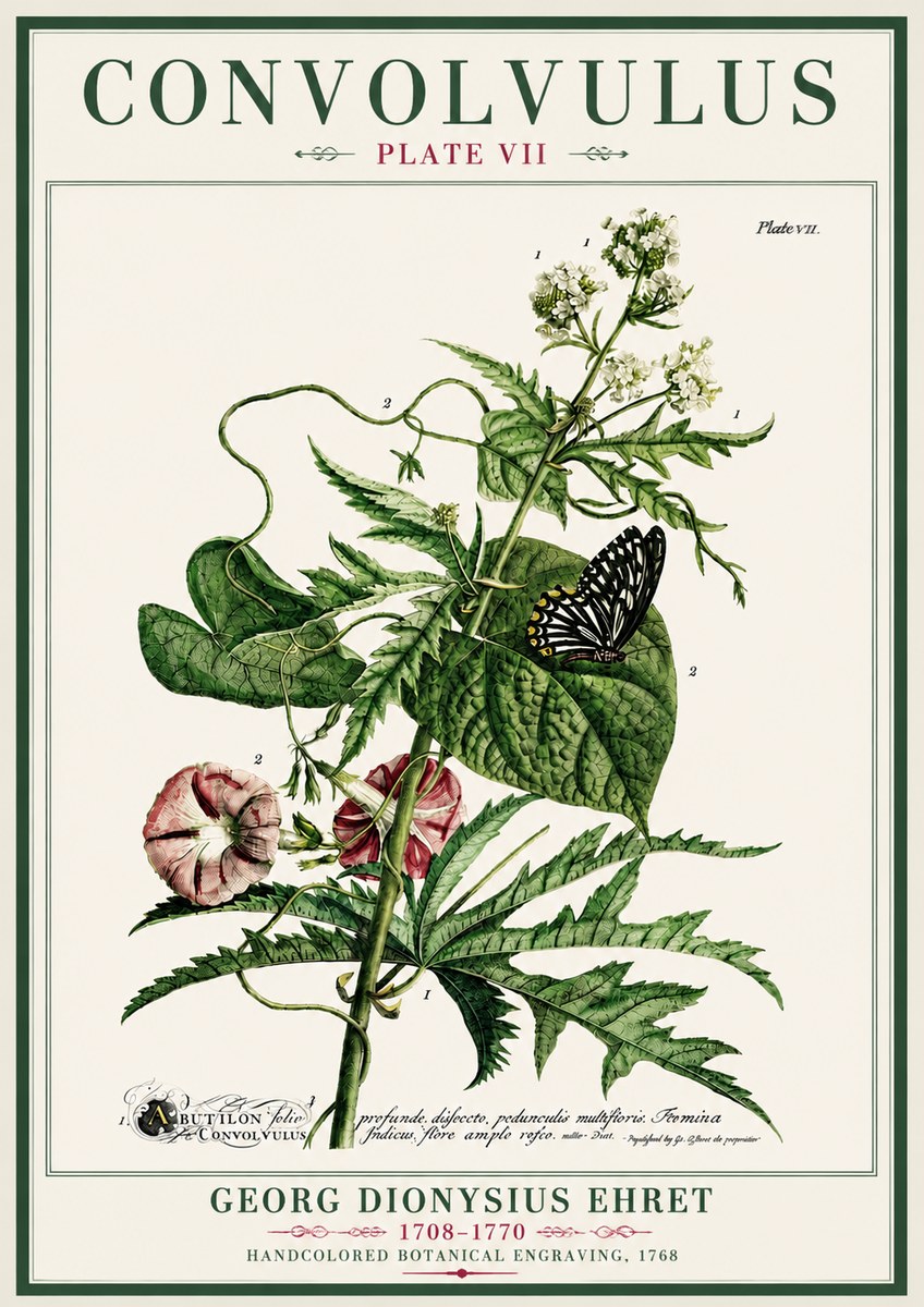Georg Dionysius Ehret Convolvulus - Plate Vii No4 - Plakát