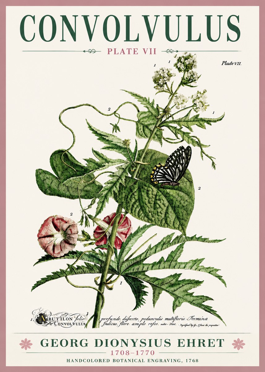 Georg Dionysius Ehret Convolvulus - Plate Vii No6 - Plakát