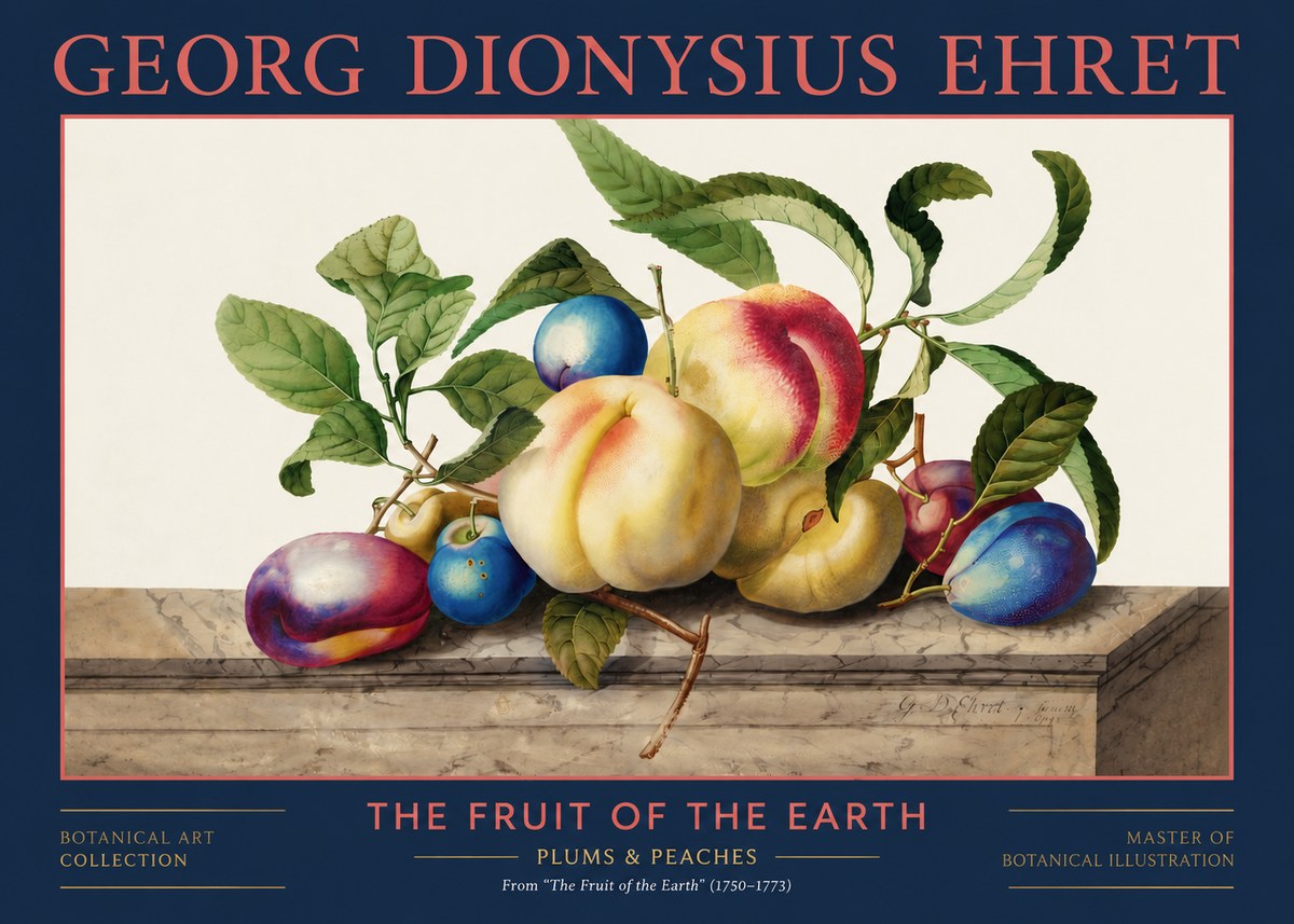 Georg Dionysius Ehret Plums & Peaches No2 - Plakát