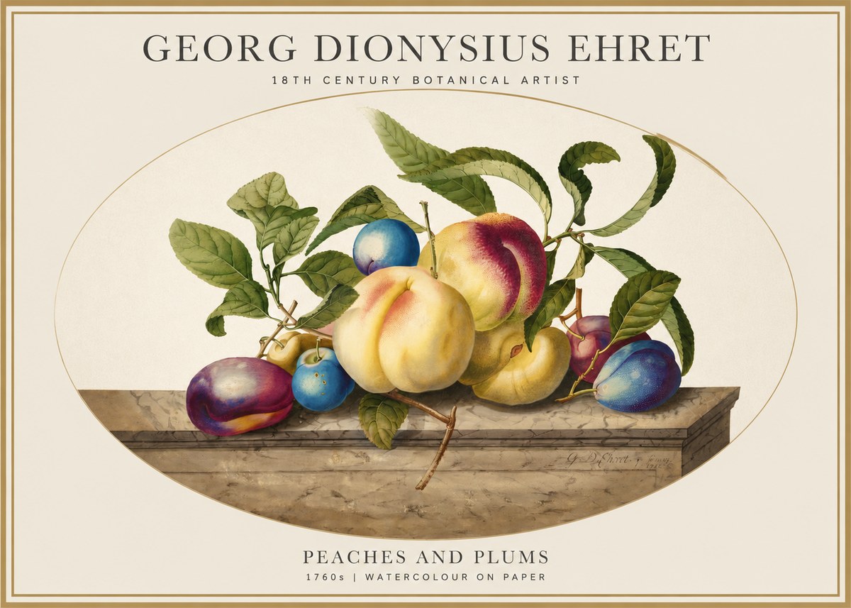 Georg Dionysius Ehret Plums & Peaches No5 - Plakát