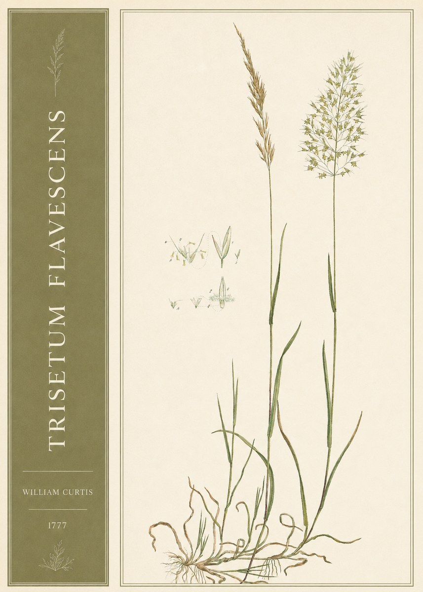 William Curtis Trisetum Flavescens I No2 - Plakát