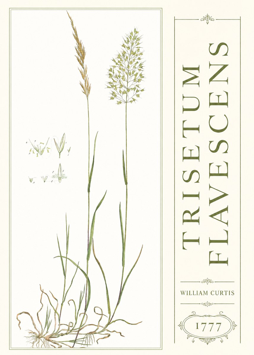 William Curtis Trisetum Flavescens I No3 - Plakát