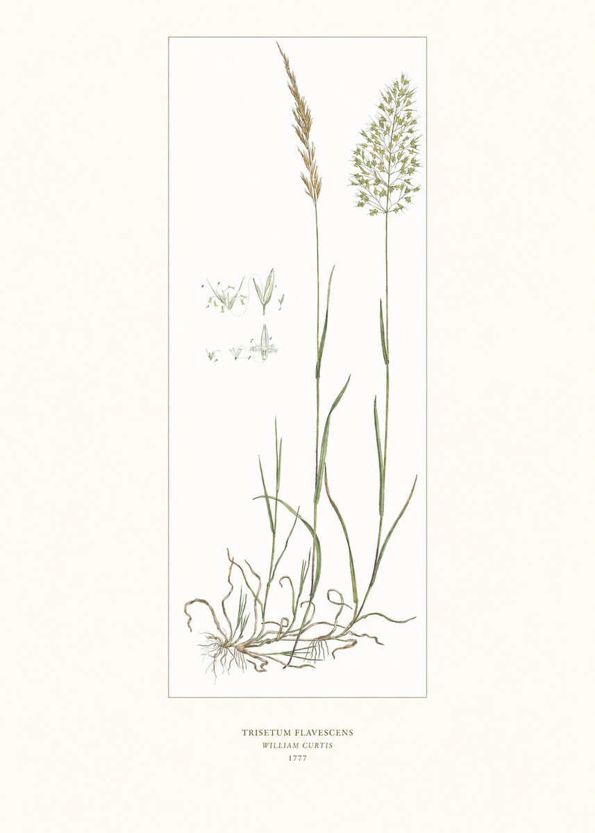 William Curtis Trisetum Flavescens I No6 - Plakát