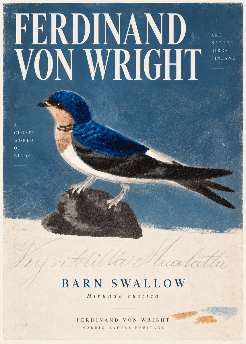 Ferdinand von Wright Swallow (Hirundo Rustica) No6 - Plakát