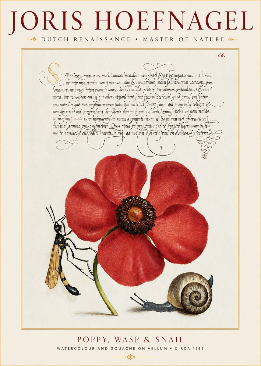 Joris Hoefnagel Poppy, Wasp & Snail No1 - Plakát