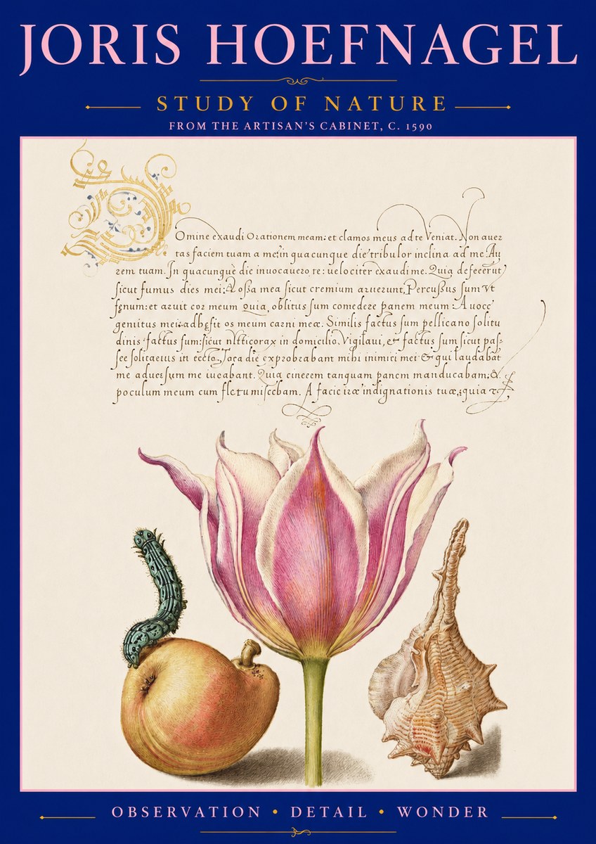 Joris Hoefnagel Tulip, Peach, Caterpillar & Seashell No3 - Plakát