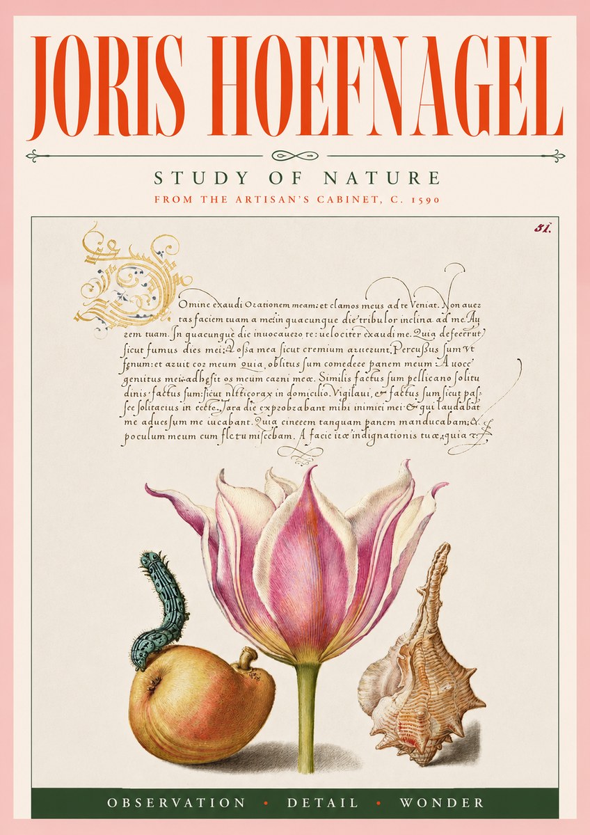 Joris Hoefnagel Tulip, Peach, Caterpillar & Seashell No5 - Plakát