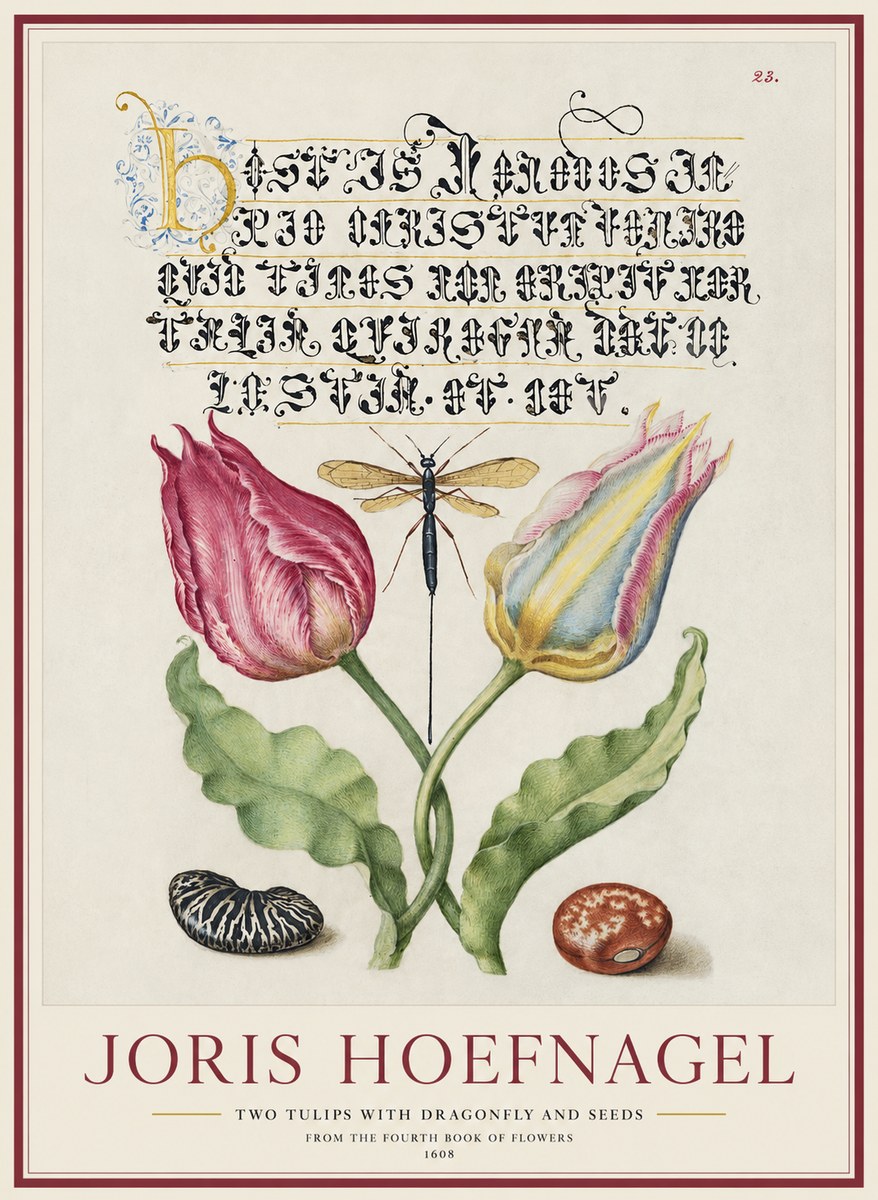 Joris Hoefnagel Two Tulips with Dragonfly and Seeds No1 - Plakát