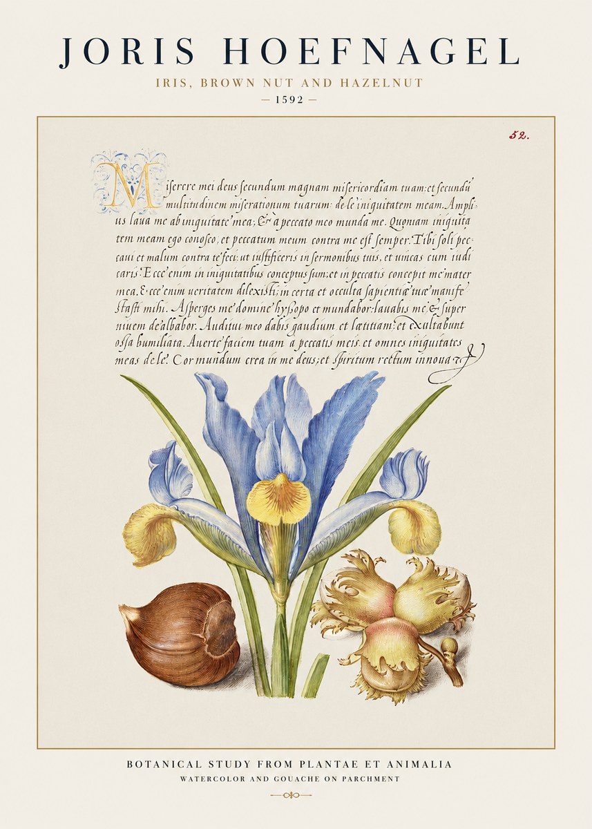 Joris Hoefnagel Iris, Brown Nut and Hazelnut No1 - Plakát