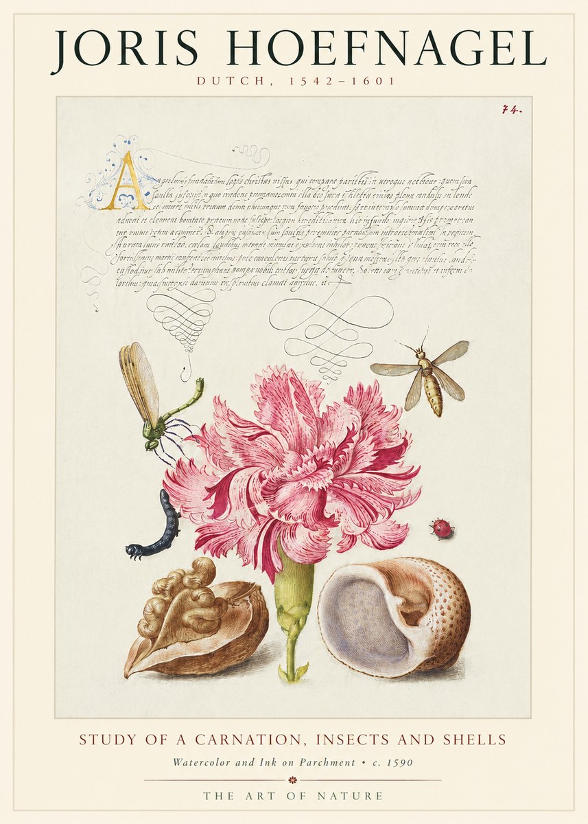 Joris Hoefnagel Study of a Carnation, Insects and Shells No1 - Plakát