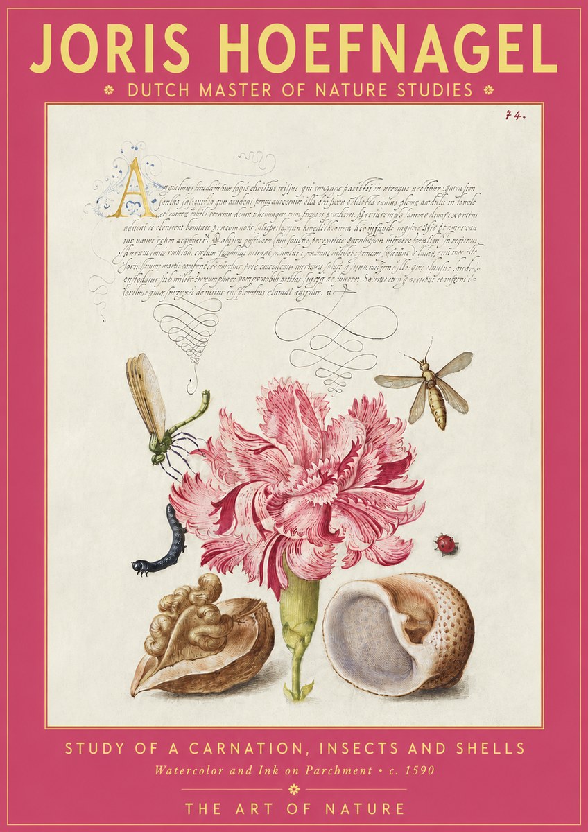 Joris Hoefnagel Study of a Carnation, Insects and Shells No2 - Plakát