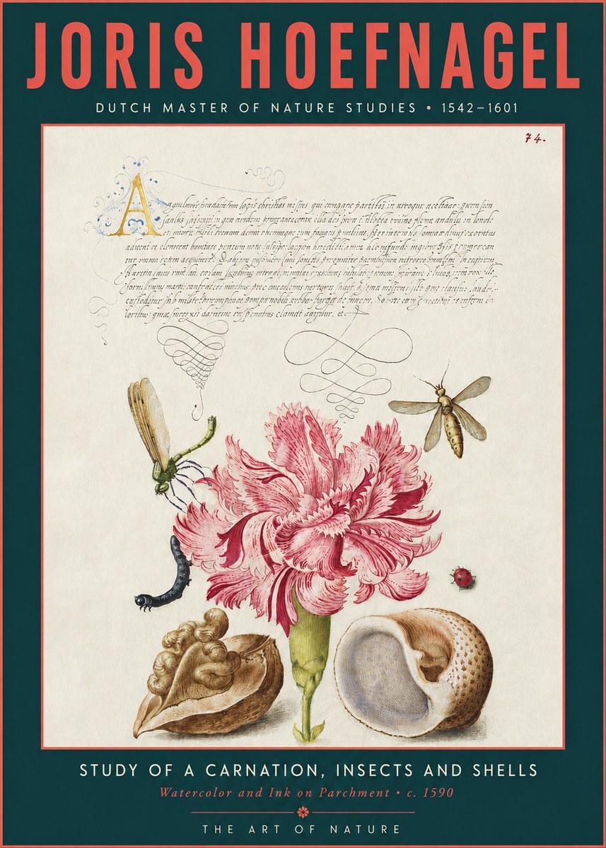 Joris Hoefnagel Study of a Carnation, Insects and Shells No3 - Plakát