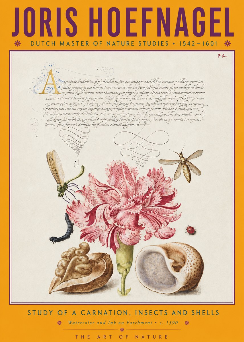 Joris Hoefnagel Study of a Carnation, Insects and Shells No4 - Plakát