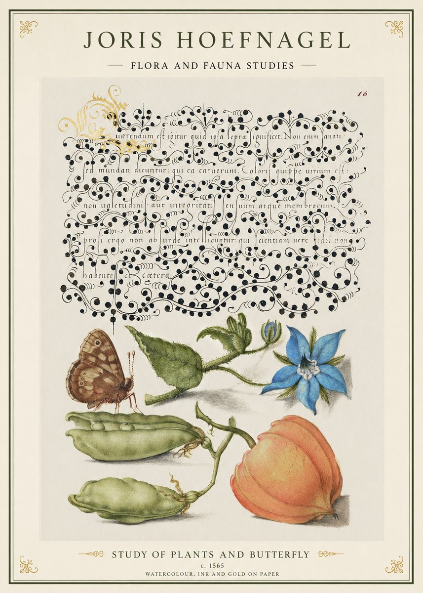 Joris Hoefnagel Study of Plants and Butterfly No1 - Plakát