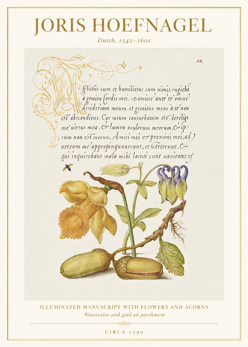 Joris Hoefnagel Illuminated Manuscript with Flowers and Acorns No1 - Plakát