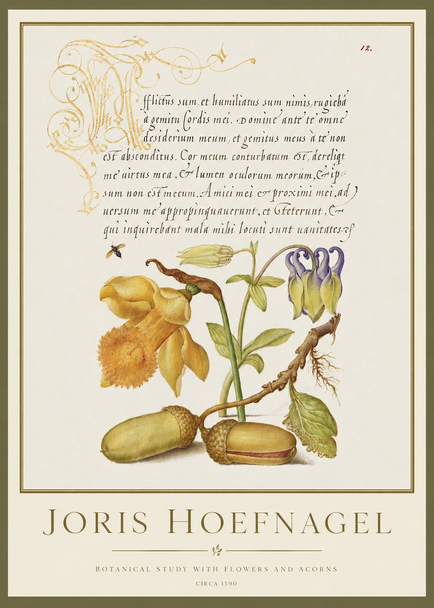 Joris Hoefnagel Illuminated Manuscript with Flowers and Acorns No2 - Plakát
