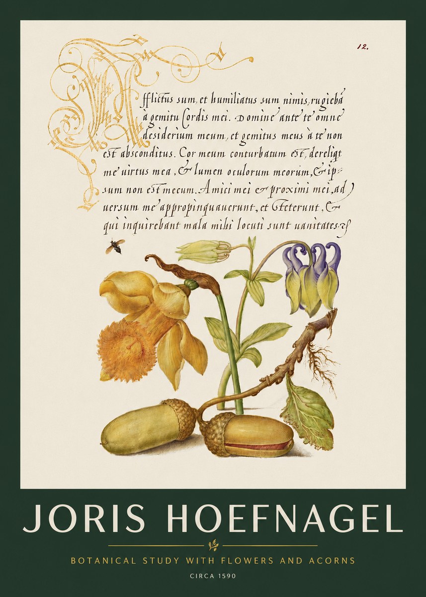 Joris Hoefnagel Illuminated Manuscript with Flowers and Acorns No3 - Plakát