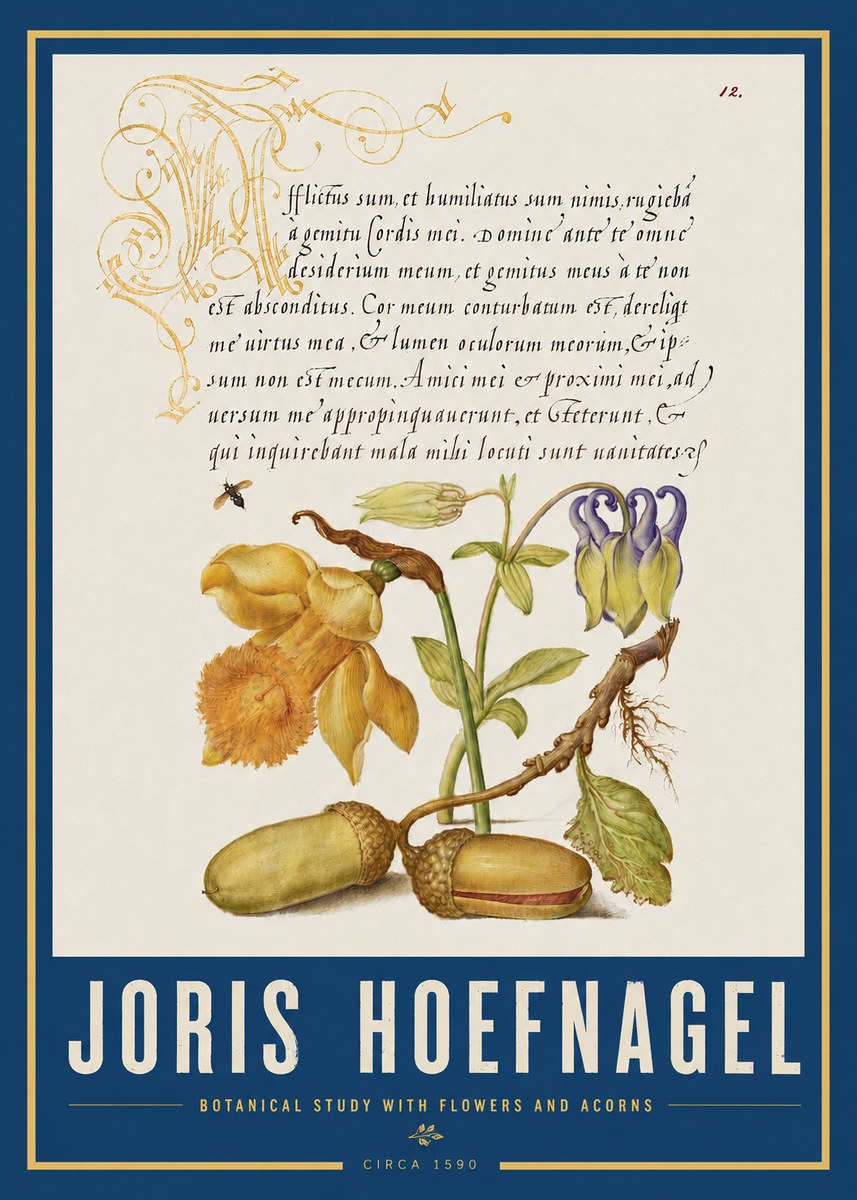 Joris Hoefnagel Illuminated Manuscript with Flowers and Acorns No4 - Plakát