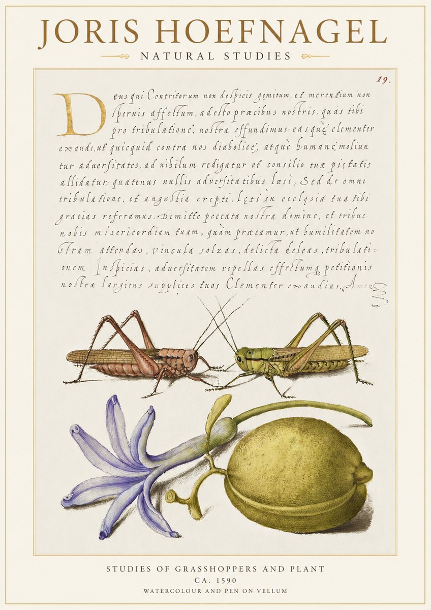 Joris Hoefnagel Studies of Grasshoppers and Plant No1 - Plakát