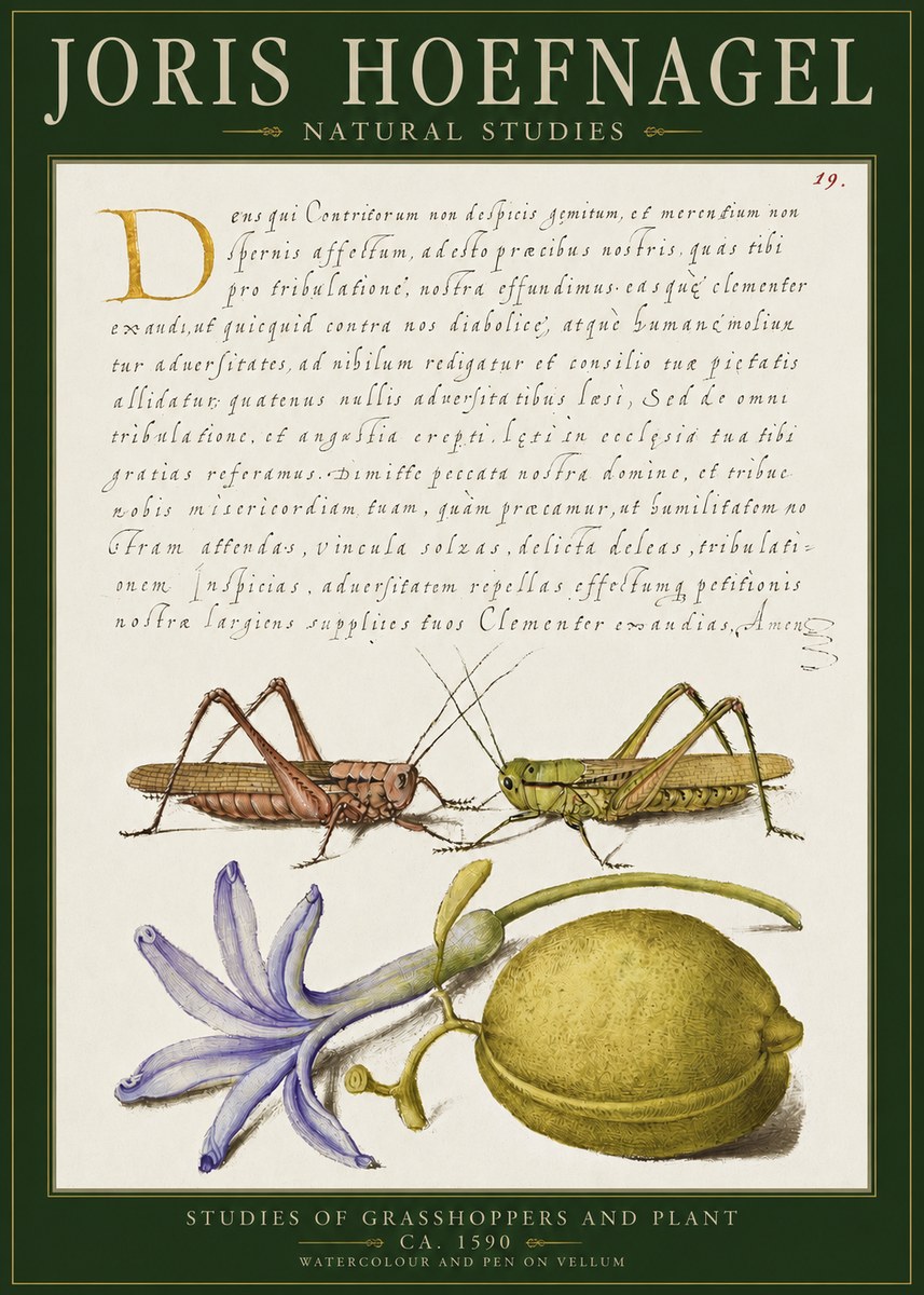 Joris Hoefnagel Studies of Grasshoppers and Plant No2 - Plakát